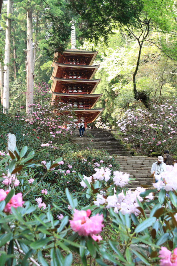 室生寺とシャクナゲ