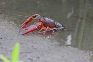 アメリカザニガニ