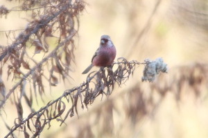 ベニマシコ♀