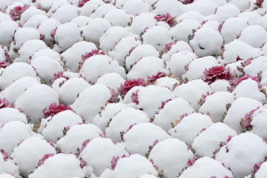 雪大福