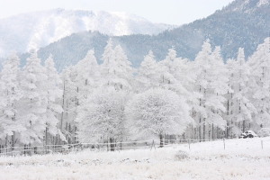 樹氷