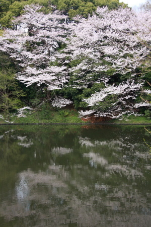 サクラ
