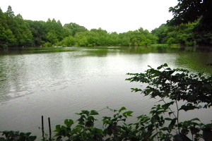 三宝寺池