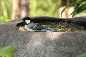 シジュウカラ