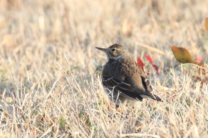 タヒバリ