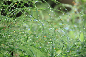 雫