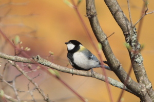 シジュウカラ