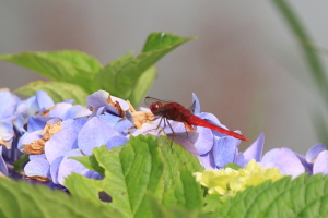 ショウジョウトンボ