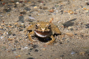 ツチガエル