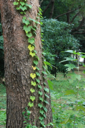 ツタ