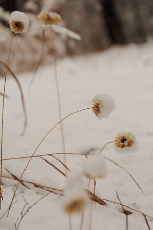 雪帽子