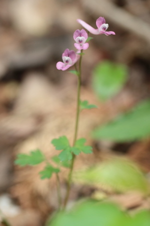 ジロボウエンゴサク