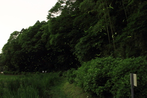 ゲンジボタル