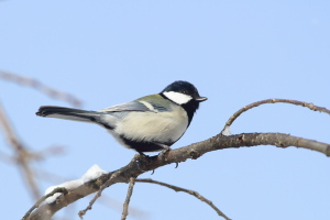 シジュウカラ