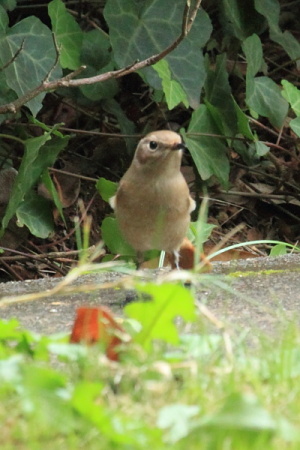 ジョウビタキ？