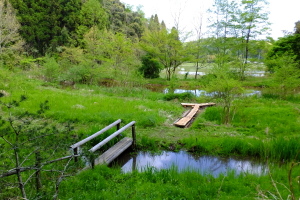 トンボ池